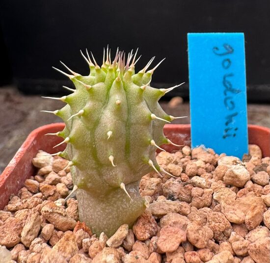 HOODIA GORDONII STĀDIŅŠ